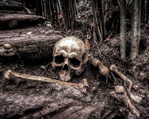 10 смертельных опасностей, подстерегающих в наших лесах