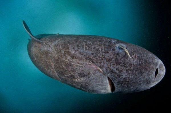 Найдено старейшее позвоночное на Земле — гренландская акула