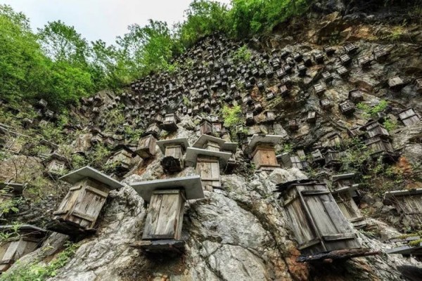 Уникальная стена ульев – единственный заповедник диких пчел в Китае
