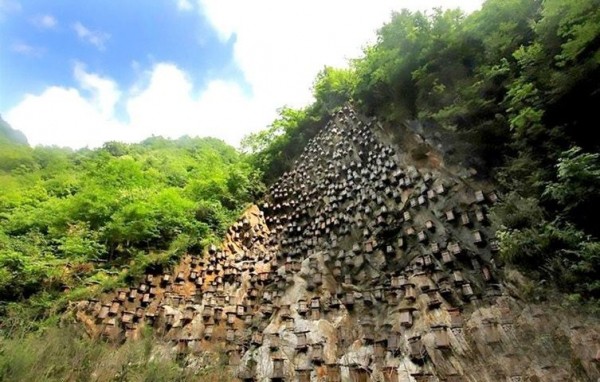 Уникальная стена ульев – единственный заповедник диких пчел в Китае