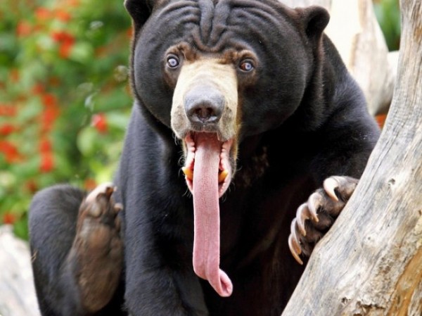 Малайский медведь — самый маленький медведь в мире (9 фото)