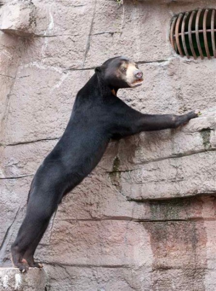 Малайский медведь — самый маленький медведь в мире (9 фото)