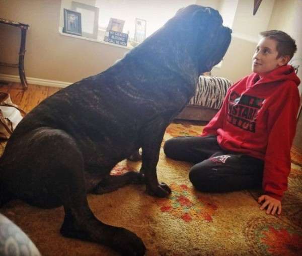 Самый большой в мире щенок