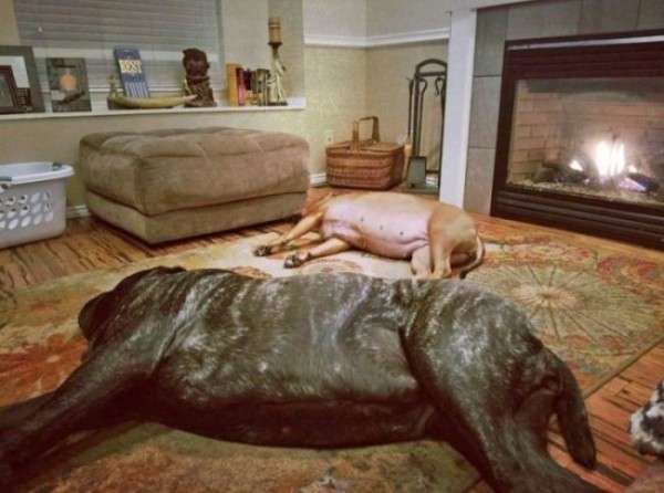 Самый большой в мире щенок