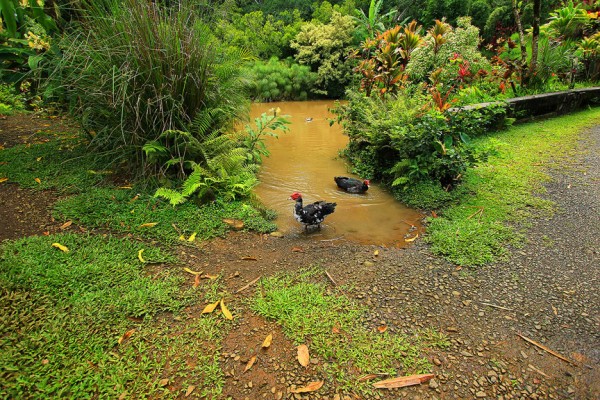 Сады острова Мауи